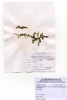 藏品(大型總狀蕨藻)的圖片